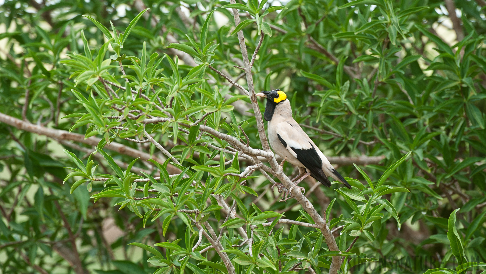 Creatophora cinerea [380 mm, 1/320 Sek. bei f / 8.0, ISO 800]